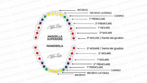 nome dei denti