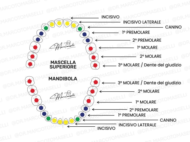 nome dei denti