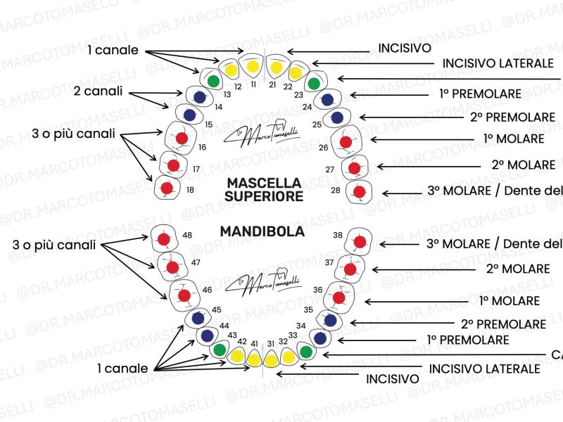 odontogramma4 i canali dei denti